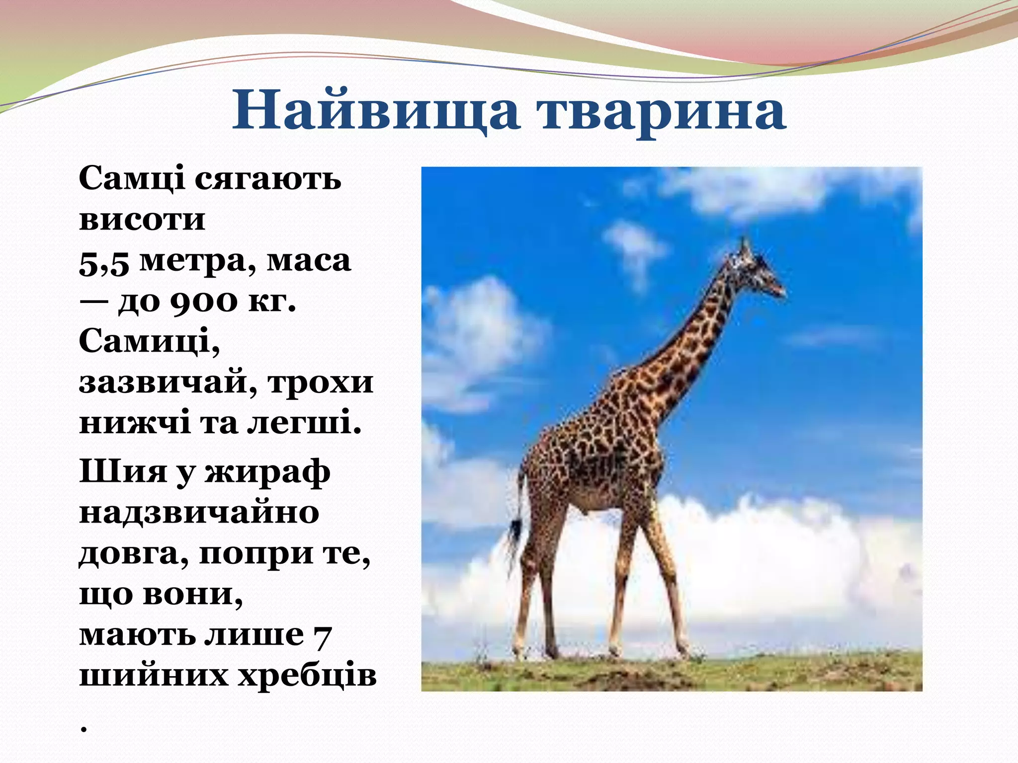 Найвища тварина
Самці сягають
висоти
5,5 метра, маса
— до 900 кг.
Самиці,
зазвичай, трохи
нижчі та легші.
Шия у жираф
надзвичайно
довга, попри те,
що вони,
мають лише 7
шийних хребців

.

 