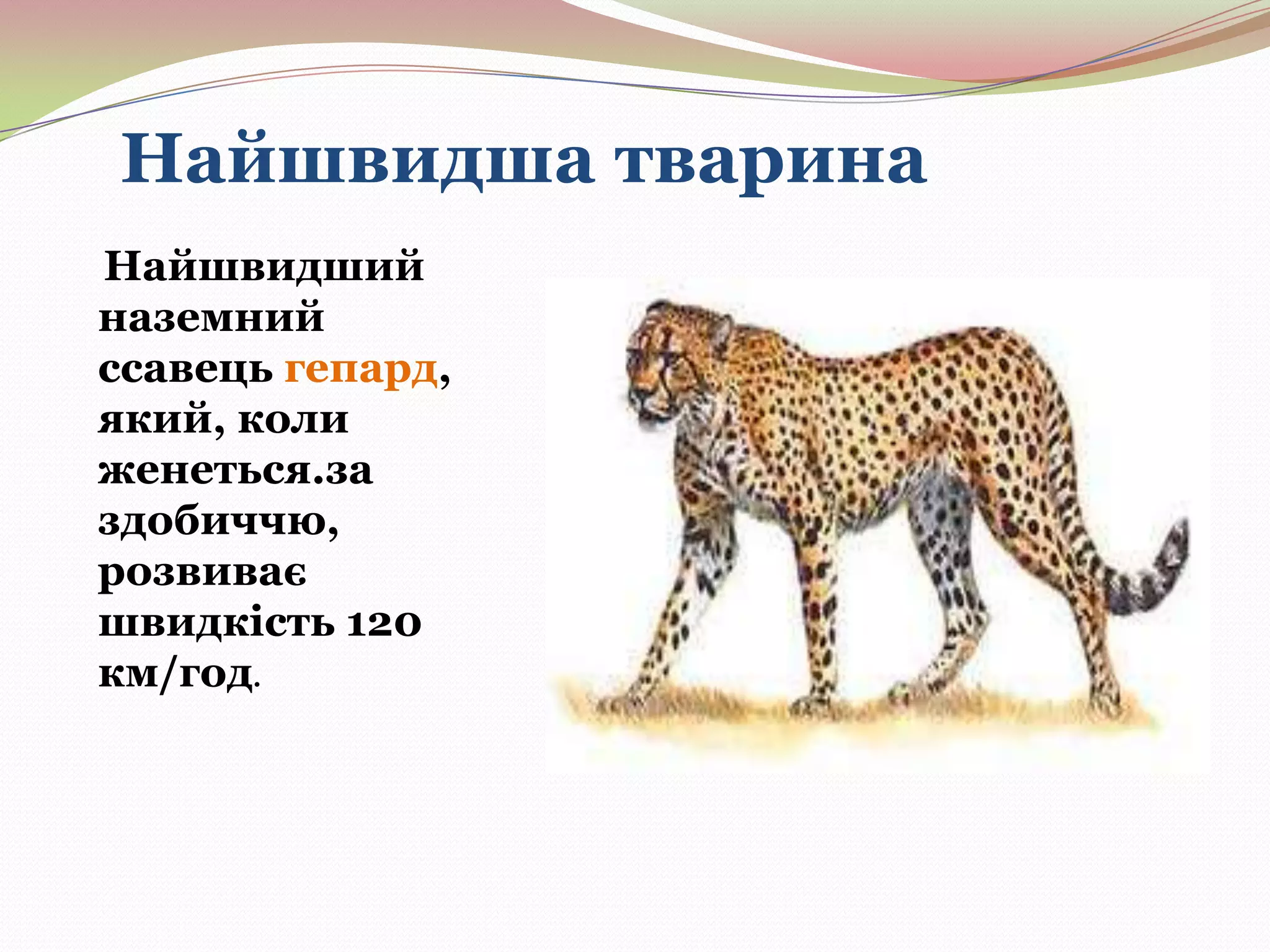 Найшвидша тварина
Найшвидший
наземний
ссавець гепард,
який, коли
женеться.за
здобиччю,
розвиває
швидкість 120
км/год.

 