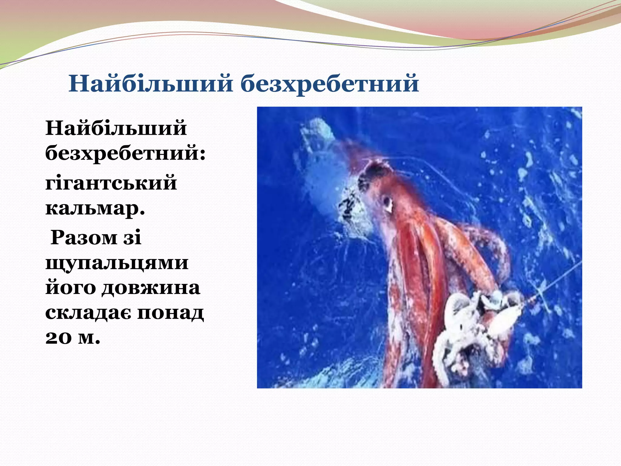Найбільший безхребетний
Найбільший
безхребетний:
гігантський
кальмар.
Разом зі
щупальцями
його довжина
складає понад
20 м.

 