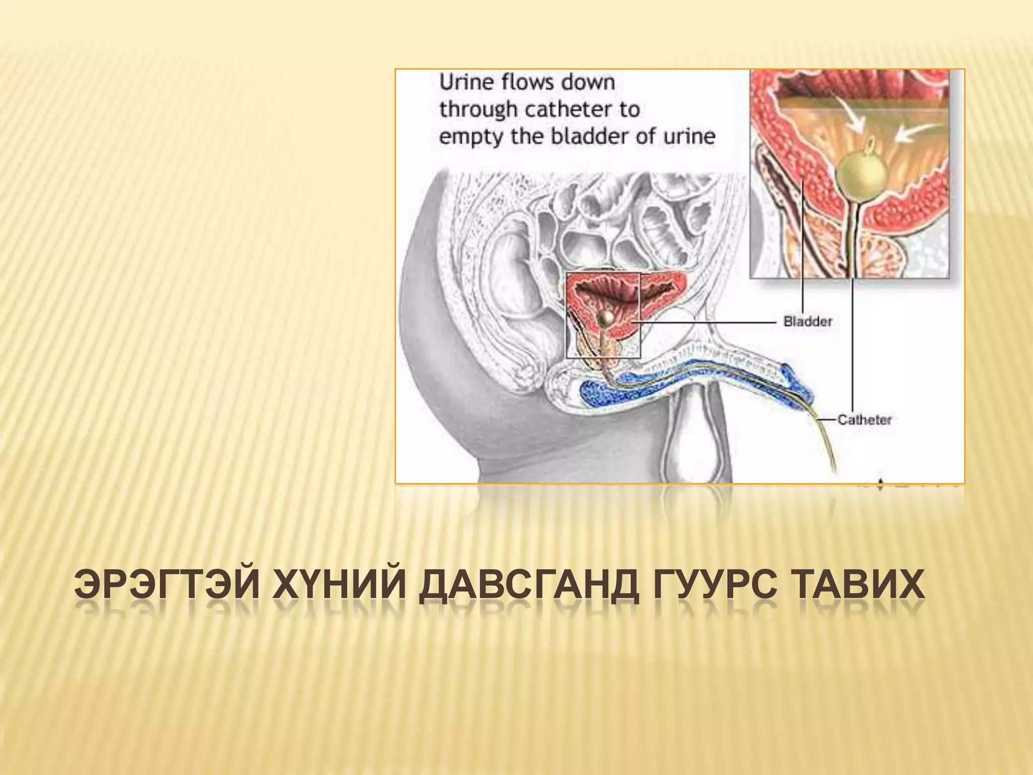 давсганд гуурс тавих | PPT
