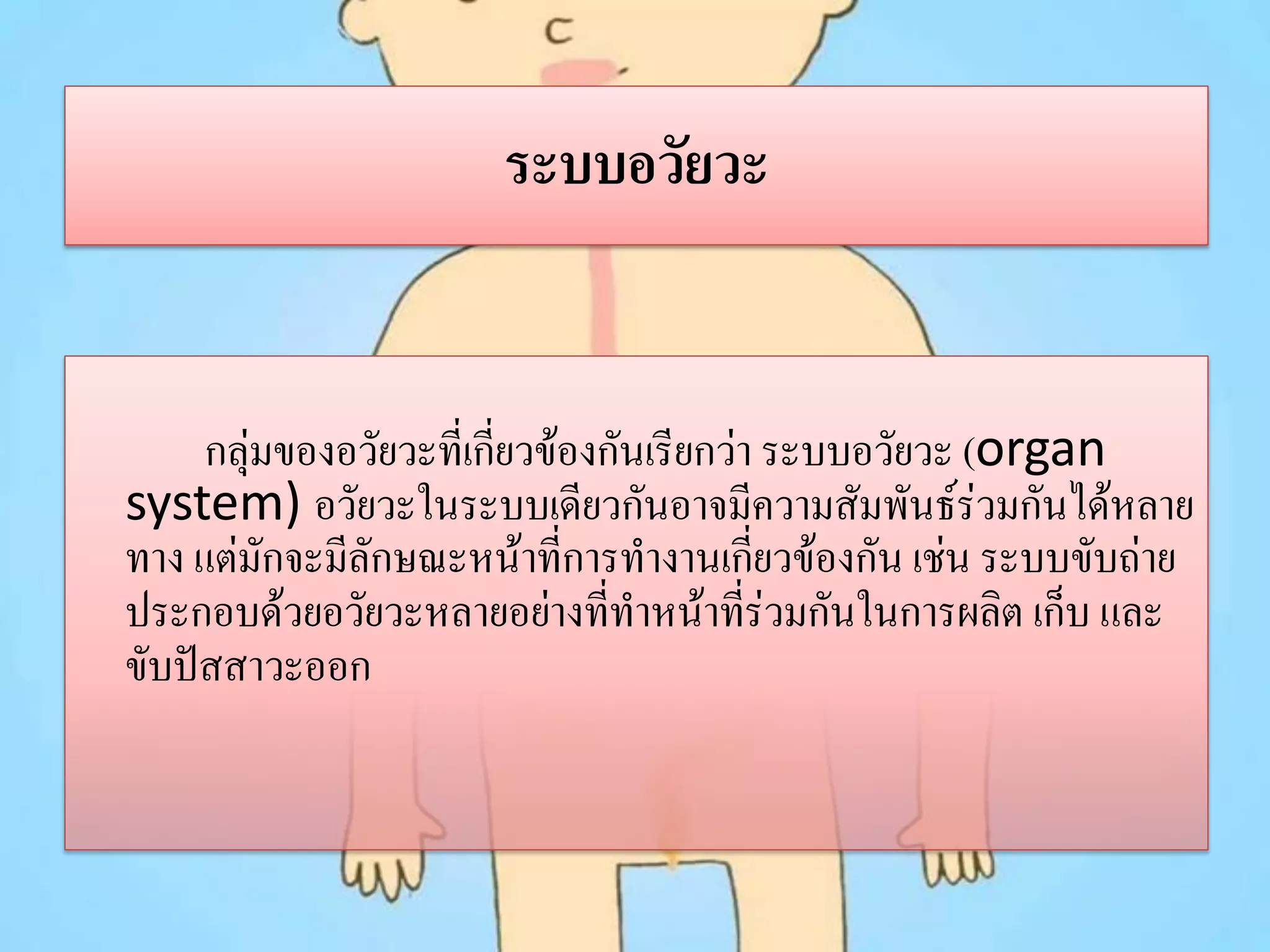 ระบบอวัยวะ

กลุ่มของอวัยวะที่เกียวข้องกันเรียกว่า ระบบอวัยวะ (organ
่
system) อวัยวะในระบบเดียวกันอาจมีความสัมพันธ์ร่วมกันได้หลาย
ทาง แต่มักจะมีลักษณะหน้าที่การทางานเกียวข้องกัน เช่น ระบบขับถ่าย
่
ประกอบด้วยอวัยวะหลายอย่างที่ทาหน้าทีร่วมกันในการผลิต เก็บ และ
่
ขับปัสสาวะออก

 