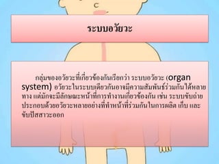 ระบบอวัยวะ

กลุ่มของอวัยวะที่เกียวข้องกันเรียกว่า ระบบอวัยวะ (organ
่
system) อวัยวะในระบบเดียวกันอาจมีความสัมพันธ์ร่วมกันได้หลาย
ทาง แต่มักจะมีลักษณะหน้าที่การทางานเกียวข้องกัน เช่น ระบบขับถ่าย
่
ประกอบด้วยอวัยวะหลายอย่างที่ทาหน้าทีร่วมกันในการผลิต เก็บ และ
่
ขับปัสสาวะออก

 
