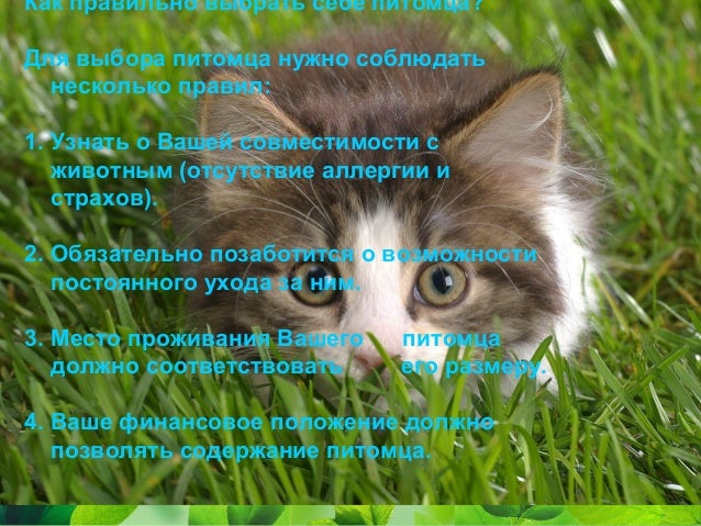 Моя девушка домашний питомец Моя девушка домашний питомец