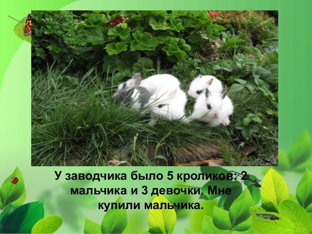 Моя девушка домашний питомец Моя девушка домашний питомец