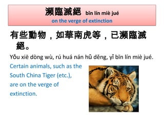 瀕臨滅絕

bīn lín miè jué
on the verge of extinction

有些動物，如華南虎等，已瀕臨滅
絕。
Yǒu xiē dòng wù, rú huá nán hǔ děng, yǐ bīn lín miè jué.
Certain animals, such as the
South China Tiger (etc.),
are on the verge of
extinction.

 