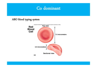 Co dominant
ABO blood typing system

 