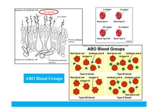 ABO Blood Groups

 