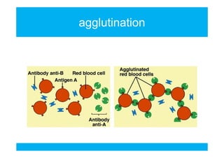 agglutination

 