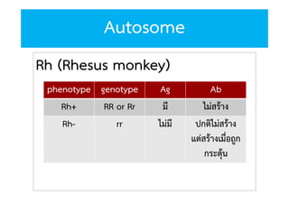 Autosome
Rh (Rhesus monkey)
phenotype genotype
Rh+
RR or Rr
Rhrr

Ag
มี
ไมมี

Ab
ไมสราง
ปกติไมสราง
แตสรางเมื่อถูก
กระตุน

 