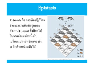 Epistasis
Epistasis คือ การเกิดปฏิกิริยา
ร่ วมระหว่างยีนทีอยูคนละ
่
ตําแหน่ง (locus) ซึ งมีผลให้
ยีนจากตําแหน่งหนึ งไป
เปลียนแปลงอิทธิพลของยีน
ณ อีกตําแหน่งหนึงได้

 