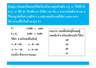 ตัวอย่ าง ลักษณะสี ของผลไม้ ชนิดหนึงควบคุมด้ วยยีน 2 คู่ A= ไม่ มสี (สี
ี
ขาว) a= มีสี B= สี เหลือง b= สี เขียว และ ยีน A สามารถข่ มยีน B และ b
ได้ สมบูรณ์ เมือนํา ผลสี ขาว AABB ผสมกับ ผลสี เขียว aabb จงหา
อัตราส่ วนฟี โนไทป์ ของรุ่น F2
P:
AABB x aabb
F1x F1
AaBb x AaBb
วิธีทา หาชนิดเซล์ สืบพันธุ์
ํ
A –B =AB
a – B = aB
A – b = Ab
a – b =ab
จากนัน เข้ าตาราง Punnet

แสดงว่ า: เซลล์สืบพันธุ์ทงเพศผู้
ั
เพศเมีย มี 4 ชนิดเหมือนๆกัน ได้ แก่
AB
Ab
aB
aa

 