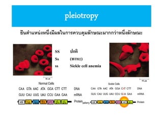 pleiotropy
ยีนตําแหน่ งหนึงมีผลในการควบคุมลักษณะมากกว่ าหนึงลักษณะ
SS
Ss
ss

ปกติ
(พาหะ)
Sickle cell anemia

www.themegallery.com

 
