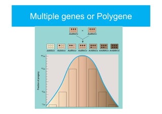 Multiple genes or Polygene

 