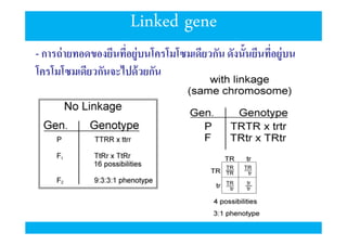 Linked gene
- การถ่ ายทอดของยีนทีอยู่บนโครโมโซมเดียวกัน ดังนันยีนทีอยู่บน
โครโมโซมเดียวกันจะไปด้ วยกัน

 