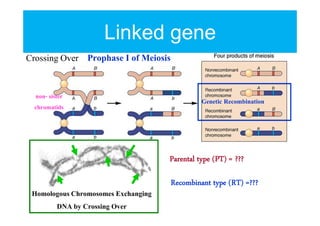 Linked gene
Crossing Over Prophase I of Meiosis
non- sister
chromatids

Genetic Recombination

Parental type (PT) = ???
Homologous Chromosomes Exchanging
DNA by Crossing Over

Recombinant type (RT) =???

 