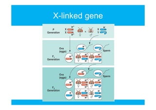 X-linked gene

 