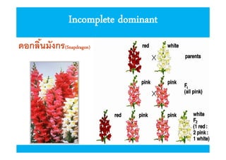 Incomplete dominant
ดอกลินมังกร(Snapdragon)

 