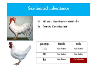 Sex-limited inheritance
H ลักษณะ Hen-feather ขนหางสั น
h ลักษณะ Cock-feather

genotype
HH
Hh
hh

female

male

Hen-feather

Hen-feather

Hen-feather

Hen-feather

Hen-feather

Cock-feather

 