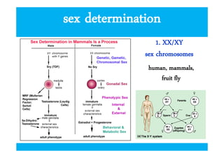 sex determination
1. XX/XY
sex chromosomes
human, mammals,
fruit fly

 