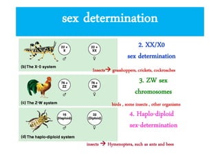 sex determination
2. XX/X0
sex determination
Insects grasshoppers, crickets, cockroaches

3. ZW sex
chromosomes
birds , some insects , other organisms

4. Haplo-diploid
sex-determination

insects  Hymenoptera, such as ants and bees

 