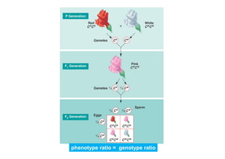 phenotype ratio = genotype ratio

 