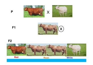 P

X

F1

X

F2

Red

Roan

White

 