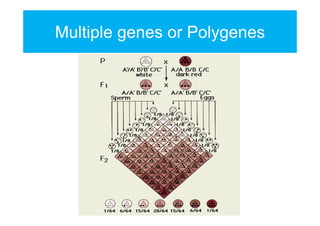 Multiple genes or Polygenes

 