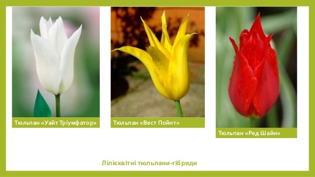Тюльпан вест пойнт