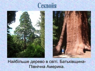 Найбільше дерево в світі. БатьківщинаПівнічна Америка.

 