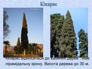 Кіпарис відноситься до хвойних дерев . Має
пірамідальну крону. Висота дерева до 30 м.

 