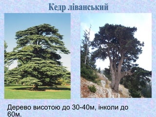 Дерево висотою до 30-40м, інколи до
60м.

 