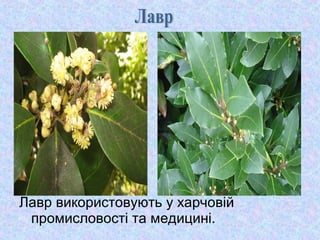 Лавр використовують у харчовій
промисловості та медицині.

 
