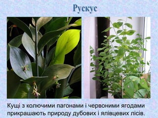 Кущі з колючими пагонами і червоними ягодами
прикрашають природу дубових і ялівцевих лісів.

 