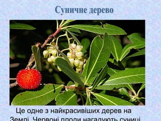 Це одне з найкрасивіших дерев на

 