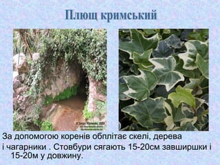 За допомогою коренів обплітає скелі, дерева
і чагарники . Стовбури сягають 15-20см завширшки і
15-20м у довжину.

 