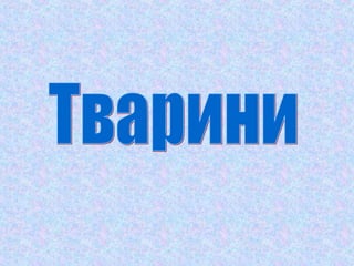 південний берег криму