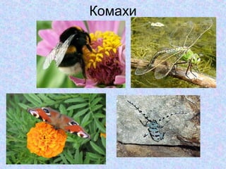 Комахи

 