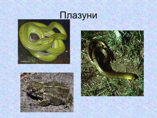 Плазуни

 