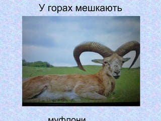 У горах мешкають

 