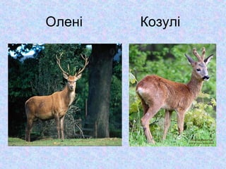 Олені

Козулі

 