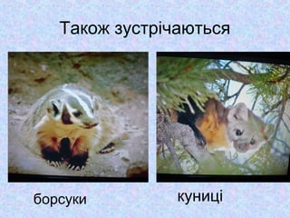 Також зустрічаються

борсуки

куниці

 