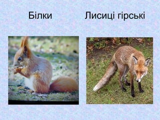 Білки

Лисиці гірські

 
