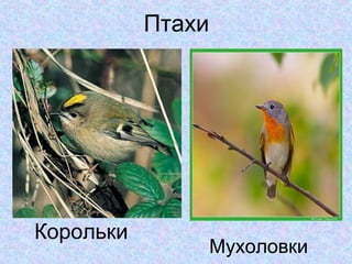Птахи

Корольки

Мухоловки

 