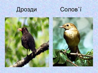 Дрозди

Солов`ї

 