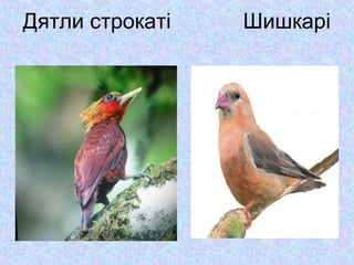 Дятли строкаті

Шишкарі

 