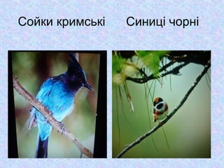 Сойки кримські

Синиці чорні

 