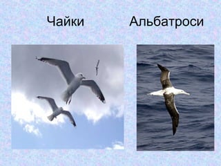 Чайки

Альбатроси

 
