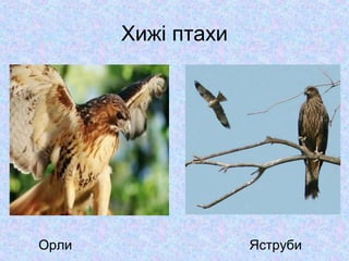Хижі птахи

Орли

Яструби

 