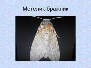 Метелик-бражник

 