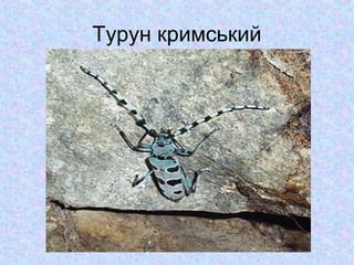 Турун кримський

 